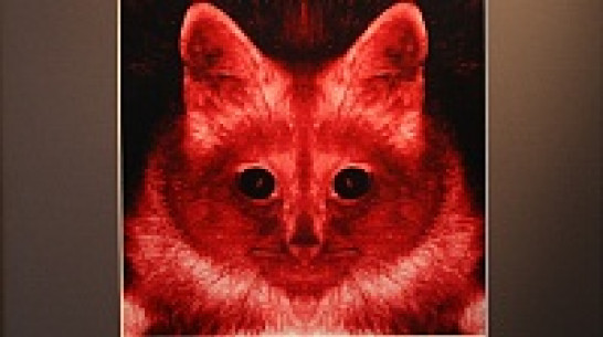 Воронежцам показали сюрреалистическую капусту и инфернальных котов