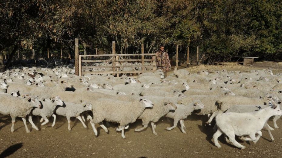 В Воронежской области сельчанин украл у соседа белую овцу для черного барана 