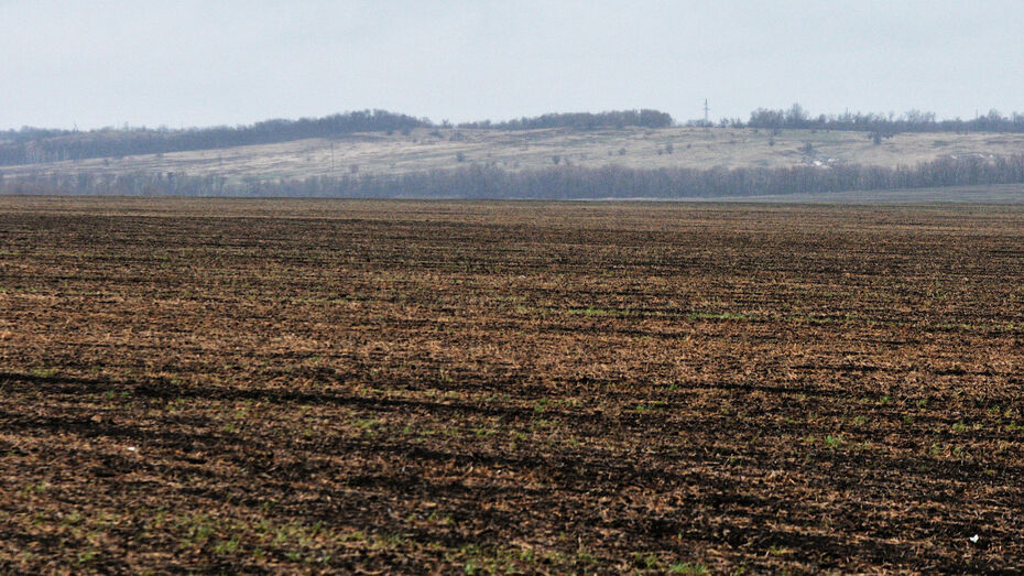 В Воронежской области засеяли 32% сельскохозяйственных земель