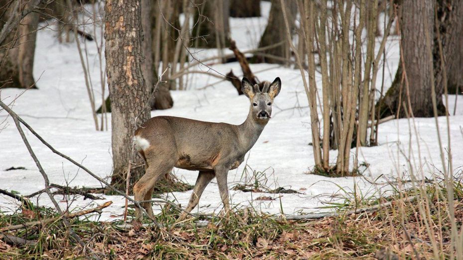 В Воронежской области браконьеры заплатят 240 тыс рублей за убийство 2 косуль