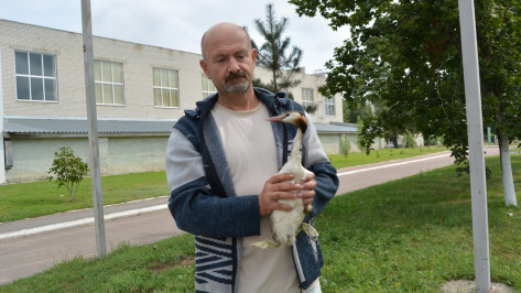 В Воронежской области на улице нашли птицу чомгу