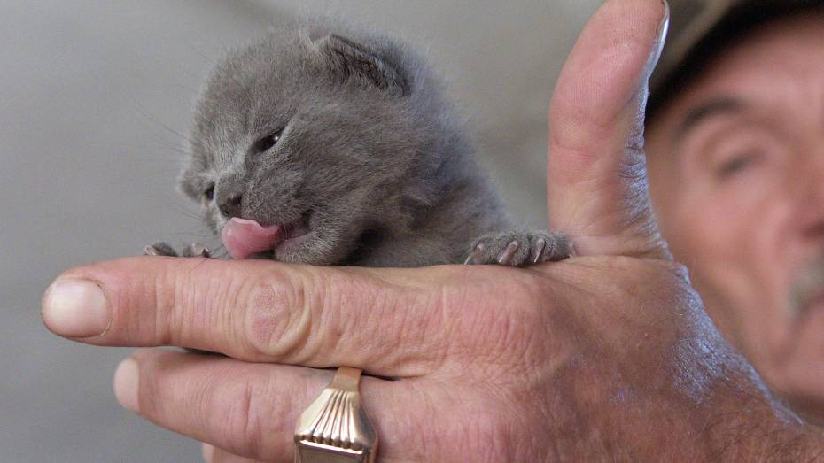В России создали первую в мире вакцину от ковида для кошек и собак