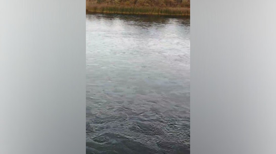 Под Воронежем по Дону разлилась солярка