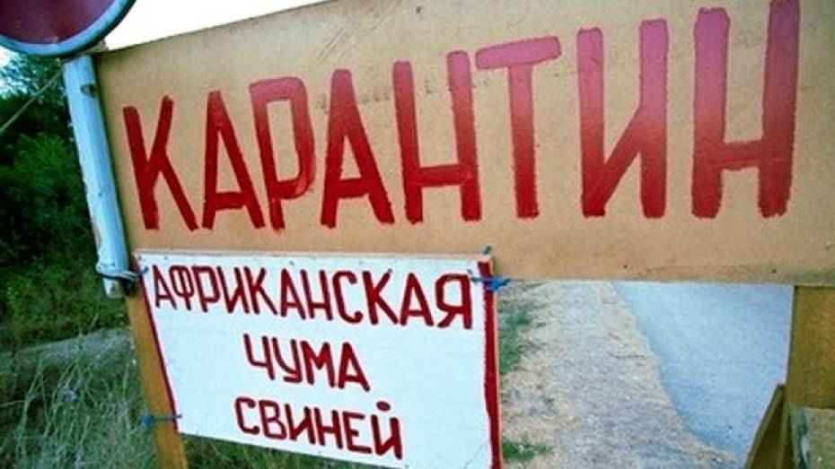 В Кантемировском районе отменены ограничительные мероприятия по африканской чуме свиней