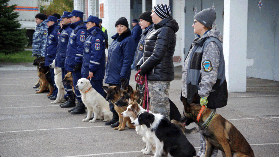 Фото РИА «Воронеж». Как служебные собаки соревновались в поиске взрывчатки