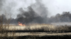 В Воронежской области за неделю произошло 118 ландшафтных пожаров