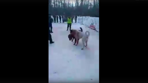 Появились видео собачьих боев под Воронежем