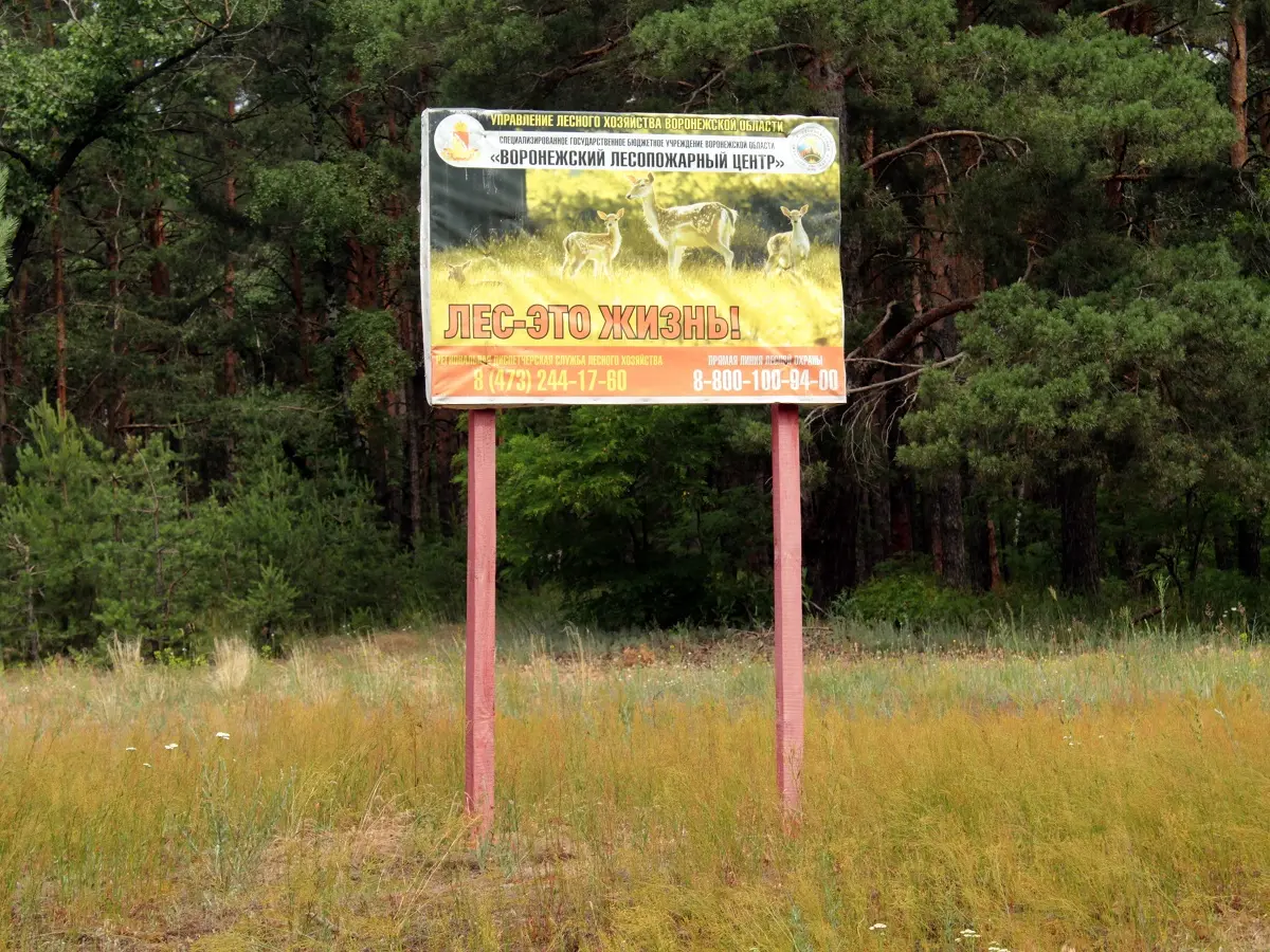 Запрет на посещение лесов в Воронежской области продлят до середины августа