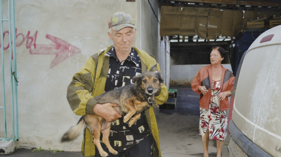 Более 60 собак стерилизуют и вакцинируют в Подгоренском районе до конца года