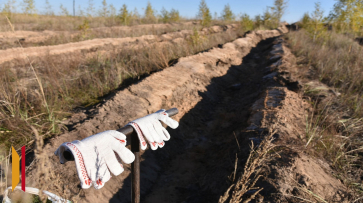 В Воронежской области посадят 196 га леса