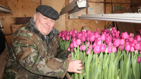 Пенсионер из хохольского села вырастил тысячи разноцветных тюльпанов