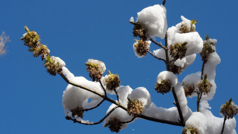 Минусовая температура сохранится в Воронеже на рабочей неделе
