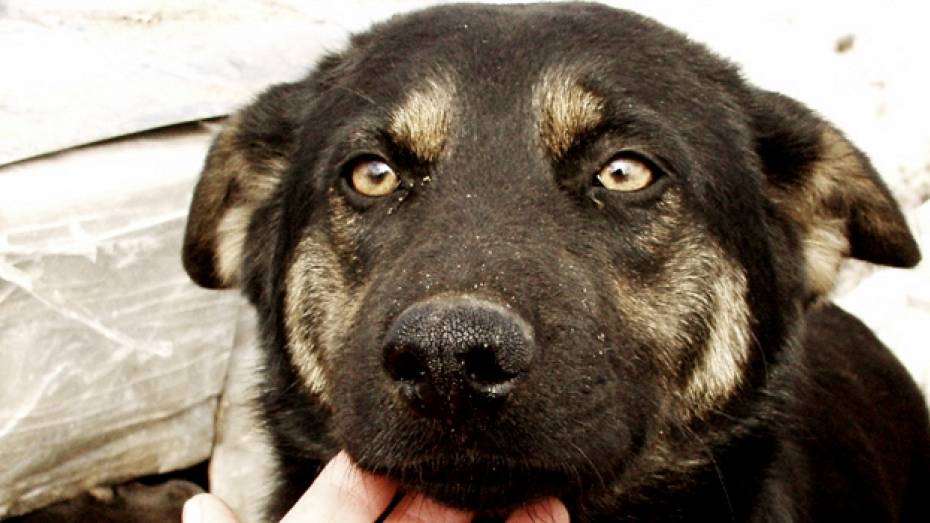 Воронежцы помогут ветгоспиталю для бездомных животных