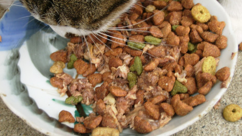 Белоруссия запретила поставки даже кошачьего корма из воронежской свинины