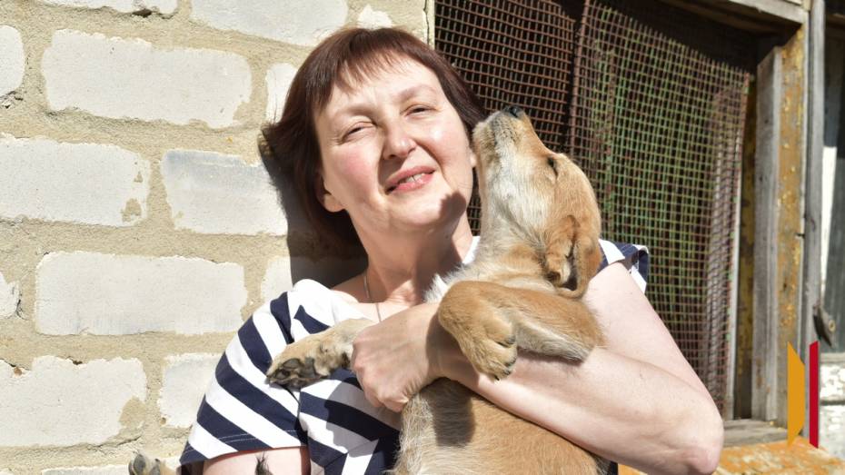 «Смотрела в глаза и словно умоляла о помощи». Как жительница Воронежской области спасла 14 щенков бродячей собаки