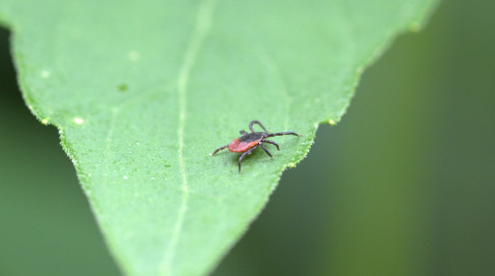 Более 1,5 тыс жителей Воронежской области пострадали от укусов клещей