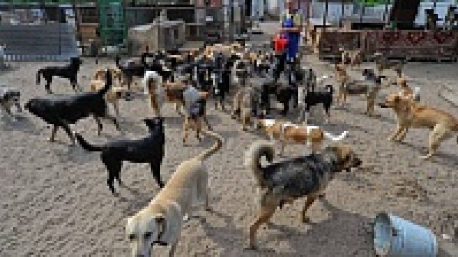 В воронежском приюте неизвестные отравили собак