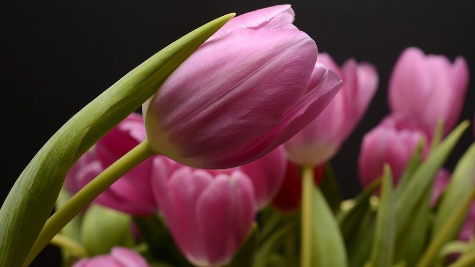Желавший купить тюльпаны воронежец лишился 345 тыс рублей