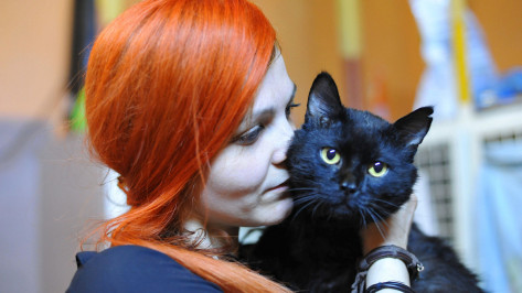 Наиболее популярными породами кошек у воронежцев стали британская и шотландская