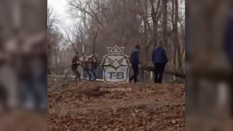 В Воронеже на улице Ломоносова на проезжую часть упало дерево: видео