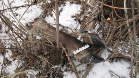 В Воронежской области браконьер застрелил заповедного лося
