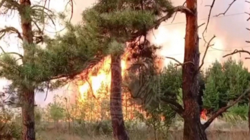 Ландшафтный пожар в микрорайоне Семилукские Выселки сняли на видео в Воронеже