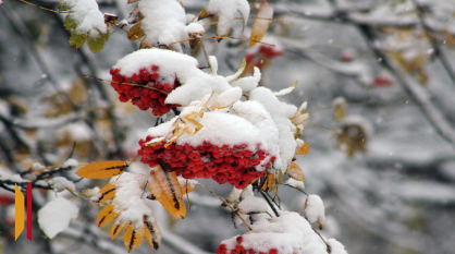 Мокрый снег и дождь ожидают воронежцев в выходные