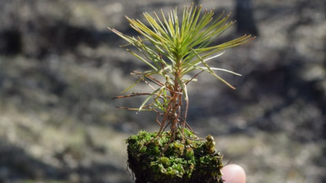 В воронежском Ломовском парке посадили 12 тыс саженцев сосны