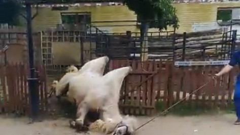 Воронежцы сняли на видео падение верблюда в городском зоопарке