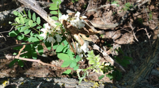 В Верхнем Мамоне акация зацвела в сентябре