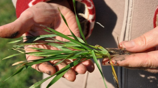 В Воронежской области аграрии получили 37 млрд рублей кредитов в 2016 году