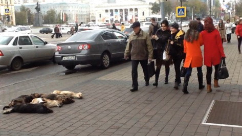 Воронежский зоозащитник вновь принес к дверям мэрии мертвых собак