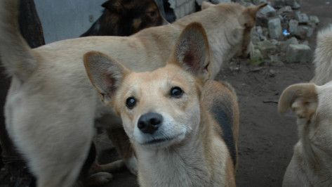 Воронежцев обеспокоили стаи агрессивных собак в парке «Орленок»