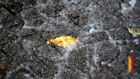 В Воронежской области снова ожидается туман и гололед