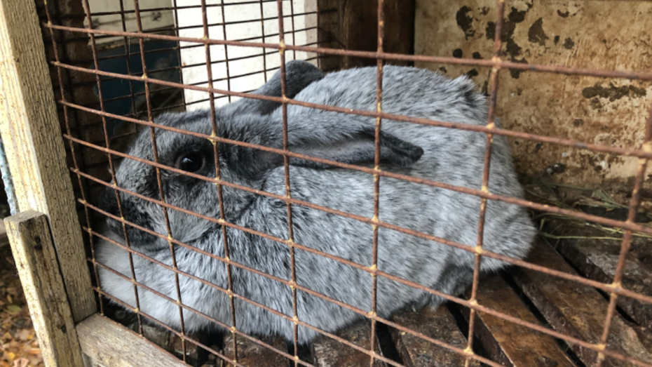 На ферме в Воронеже собак кормили трупами кроликов
