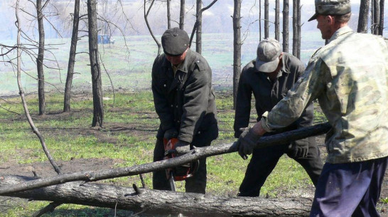 В Верхнемамонском районе нарушители правил пожарной безопасности в лесах заплатят штраф 