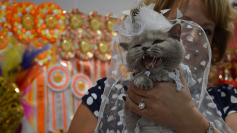На выставке кошек в Воронеже зрители увидели «букет котят», жар-птицу и шипящую невесту