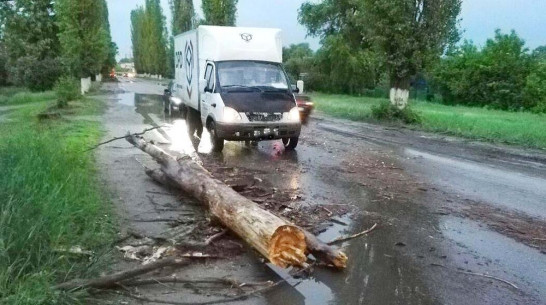 В Семилуках из-за урагана на автомобиль Kia Rio упало дерево