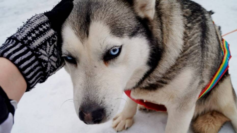 В Воронеже 20 породистых собак соберут деньги для бездомных животных