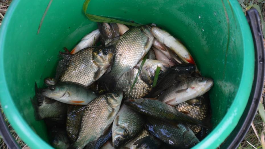 В Поворинском районе пройдет открытое первенство по рыбной ловле 
