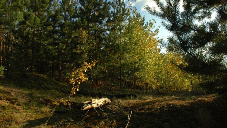 Воронежское управление лесного хозяйства продолжит работу над зеленым поясом