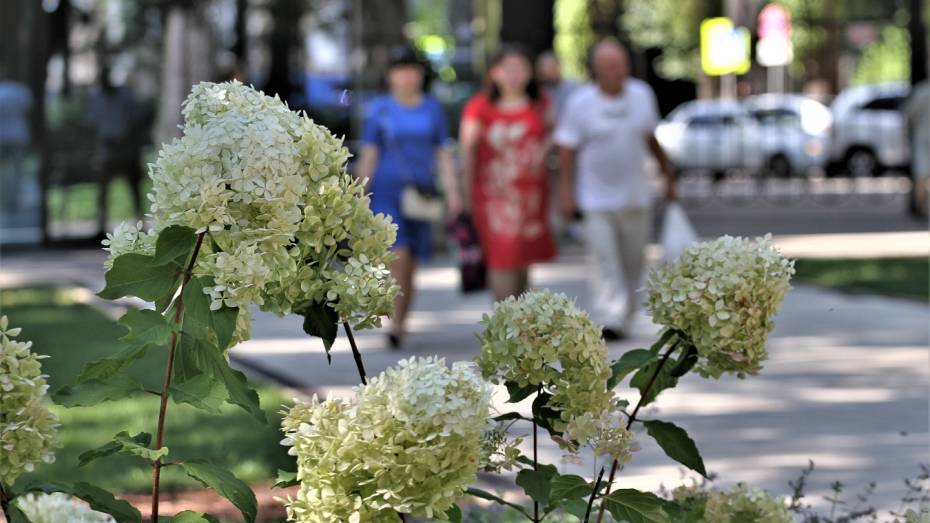 На День России в Воронеже ожидается 34-градусная жара