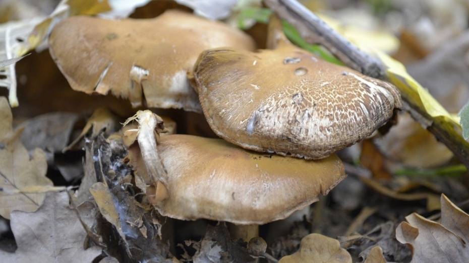 В Воронежской области 6 человек отравились грибами с начала года