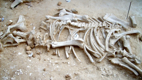 Воронежцы увидят скелет древней лошади на археологической выставке