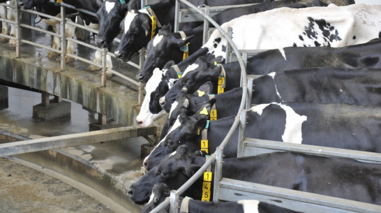 «Россельхозбанк» запланировал вложить в воронежские инвестпроекты 19 млрд рублей