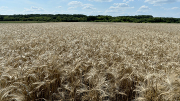 Аннинский район вышел в лидеры по урожайности зерновых в Воронежской области