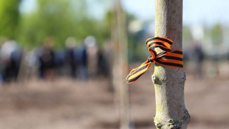 Патриотический open-air в Воронеже пройдет 21 мая