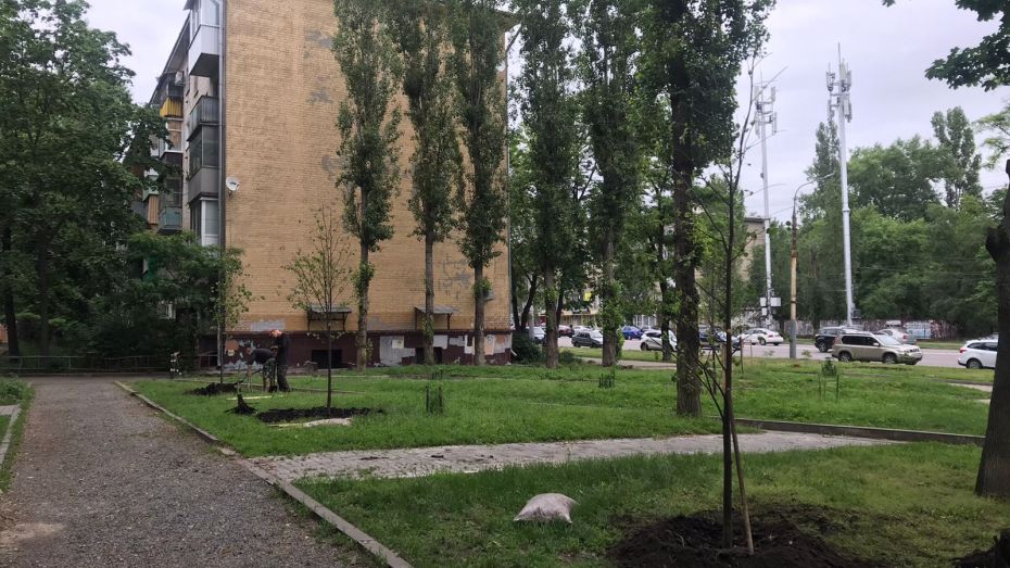 Новые деревья высадили в Пионерском сквере Воронежа