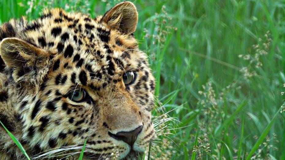 Число участников кампании по сохранению дальневосточного леопарда растет