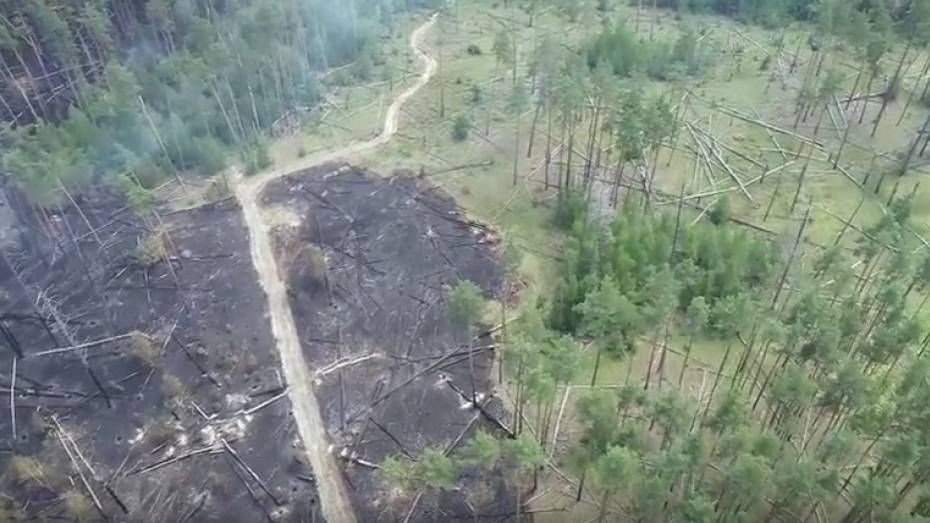Последствия пожара в Воронежском заповеднике показали на видео